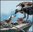 osprey family