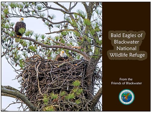 Bald Eagles of Blackwater NWR ebook cover