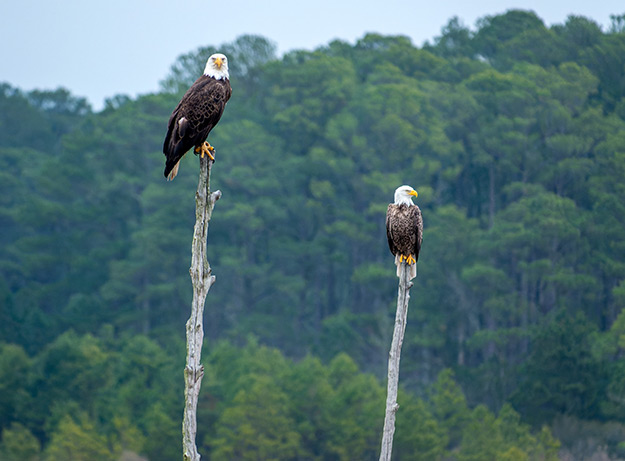 Bald Eagles Of Blackwater NWR Ebook | Friends Of Blackwater NWR