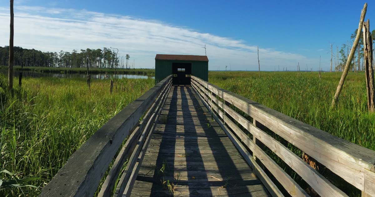 Wildlife At The Refuge | Friends Of Blackwater NWR