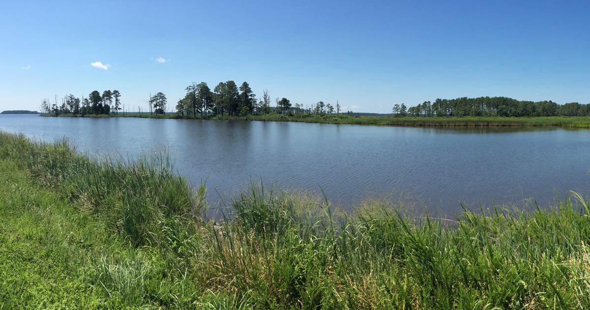 Ecosystem At The Refuge | Friends Of Blackwater NWR